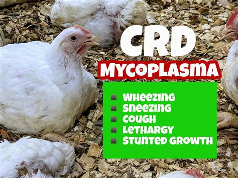 CRD & Mycoplasma Treatment in Poultry .
